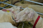 XIII. ročník školení pre chovateľov oviec a kôz pred novou dojnou sezónou