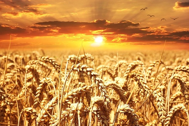 Svetové ceny pšenice medziročne klesli o 11%
