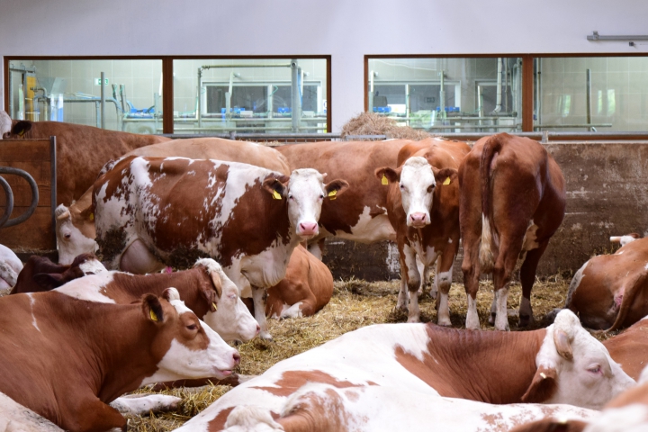 Zvýšenie efektivity produkcie je kľúčové pre zníženie emisií metánu z chovu hospodárskych zvierat
