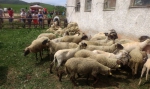 Strihanie oviec