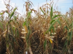 Odrodové pokusy kukurice na UKSUPe v Želiezovciach