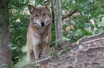 Tohtoročná kvóta lovu vlka dravého zohľadňuje aj škody na hospodárskych zvieratách