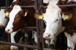 Európska komisia pomôže producentom mlieka