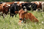 Výzva PPA - pomoc na zníženie výroby kravského mlieka