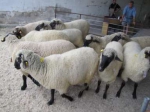 Budú sa chovať ovce a kozy v EÚ aj naďalej?