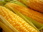 GMO: existuje vedecký konsenzus ohľadom neškodnosti?
