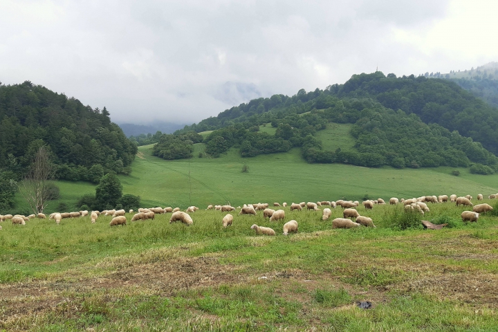 Je bryndza zo Slovenska skutočne zo Slovenska?