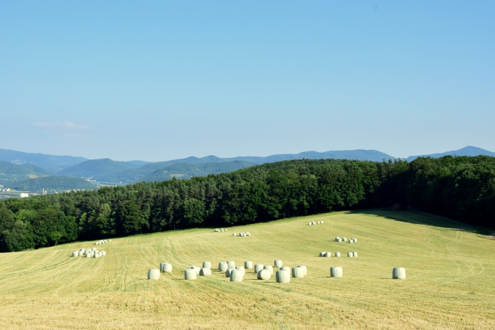 Pracovná skupina pre sušené krmivá a bioenergiu/biotechnológie, 25. júna 2019
