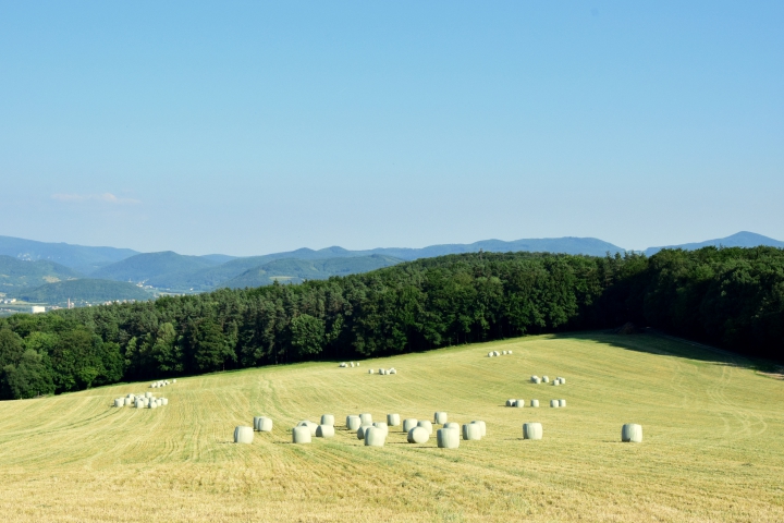 Pracovná skupina pre sušené krmivá a bioenergiu/biotechnológie, 25. júna 2019