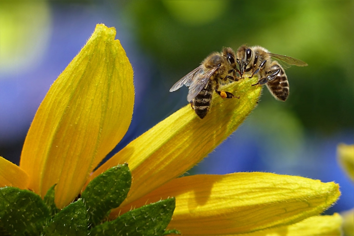 Včely a pesticídy: revízia príručky