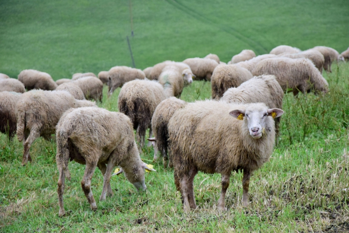 Pracovná skupina pre ovce, 5. novembra 2019