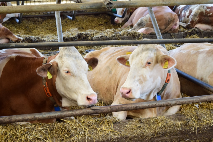 Vyhláška MPRV SR, ktorou sa ustanovujú podrobnosti o registrácii hovädzieho dobytka 