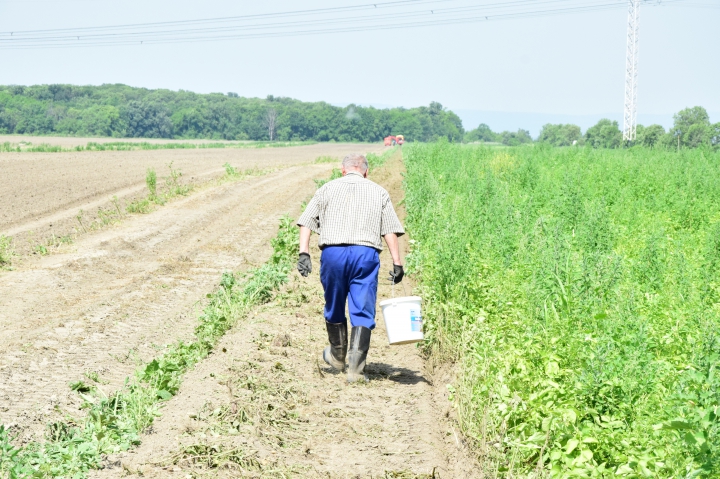 Signalizačná správa pre poľné plodiny, ovocie, zeleninu, vinič a náletoch obaľovačov