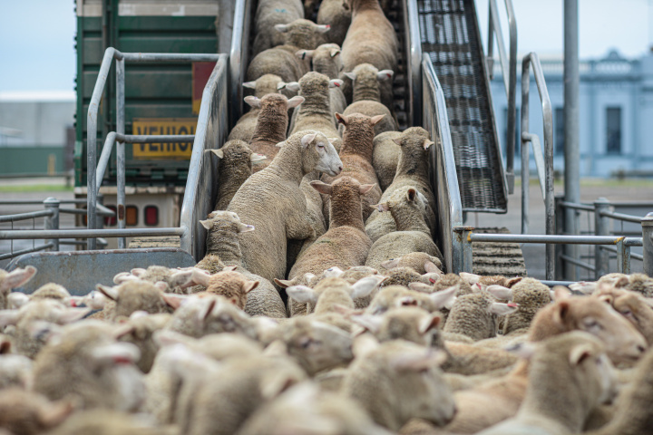 Pracovná skupina pre ovce, 15. júna 2021 