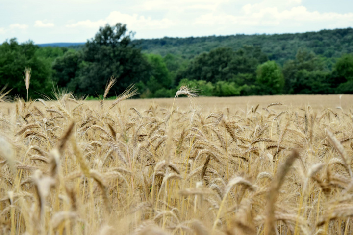 Žatva roku 2021 k 34. týždňu (aktuálne k 31.08.2021)