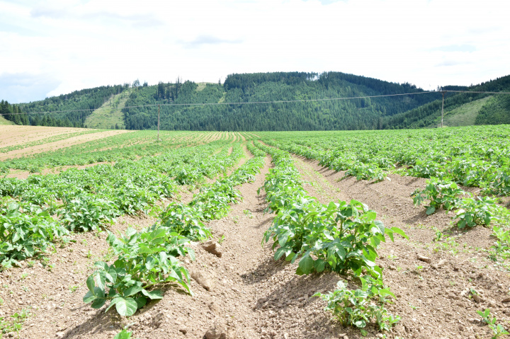 Technika a technológie poľnohospodárskeho podniku na pestovanie zeleniny a zemiakov