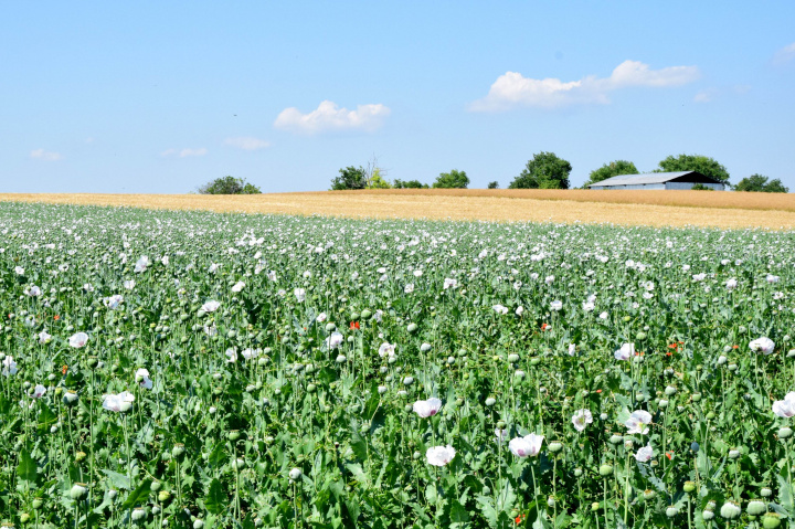 Výzva na predkladanie žiadostí o poskytnutie dotácie na platby poistného