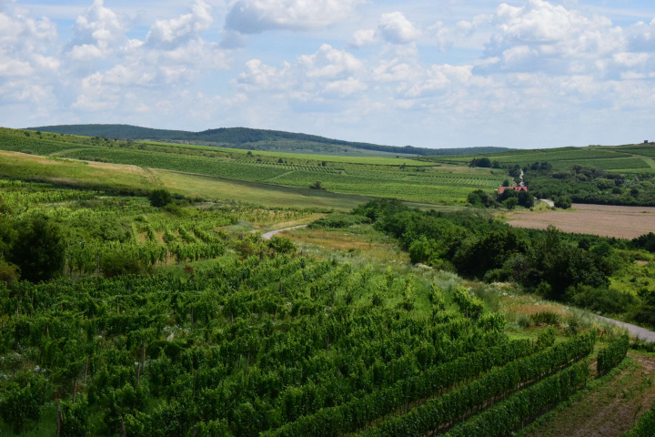 Zníženie používania pesticídov vo vinohradníctve