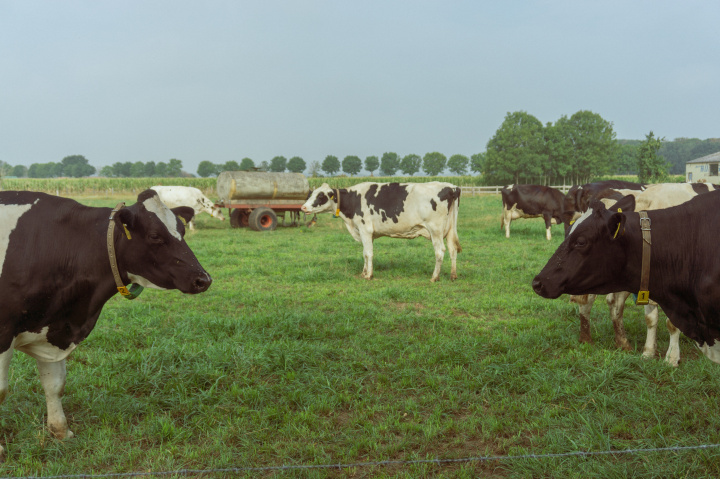 Výzva na predkladanie žiadostí o bezodplatné poskytnutie vysokokvalitných embryí holštajnsko-frízskeho dobytka v rámci Operačného programu integrovaná infraštruktúra