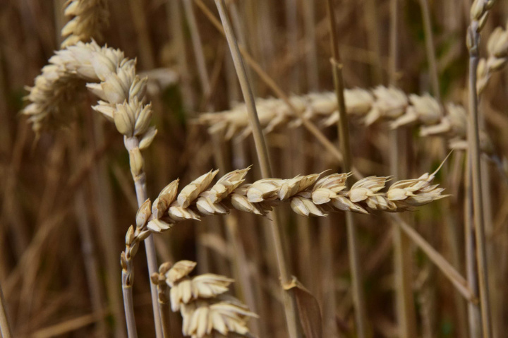 EÚ zakázala dovoz štyroch agroproduktov z Ukrajiny do piatich krajín