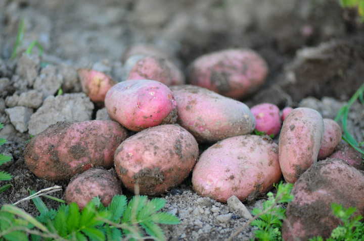 Pozvánka na Deň zemiakového poľa - Privítanie novej úrody