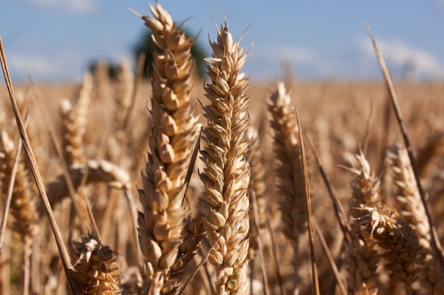 Svetové ceny pšenice po 9 mesiacoch poklesu opäť mierne stúpli