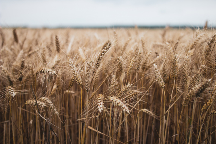 Pestovatelia pšenice dostanú kompenzácie za dovozy ukrajinského obilia