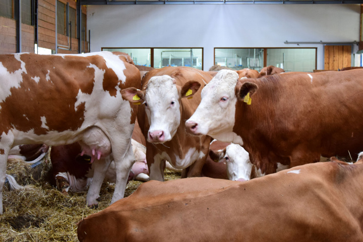Produkcia kravského mlieka na Slovensku vlani klesla, cena mlieka bola stále rekordne vysoká