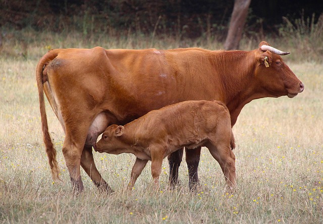 Vyhlásenie k utrácaniu zdravých zvierat
