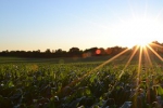 GMO: Monsanto sa pokúša získať Syngentu!