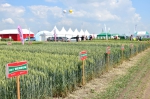 Celoslovenské dni poľa v Dvoroch nad Žitavou (5. - 6. jún 2018)