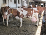 Rekordérka Red holstein s celoživotnou úžitkovosťou 97183 litrov 9 laktácia